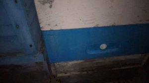 Зимовка в пчелопавильоне 4 января.mp4