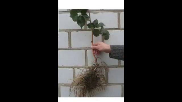 Размножение и посадка ежевики!????? смотреть онлайн