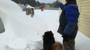 Утаптываем тропинки собакой.mp4