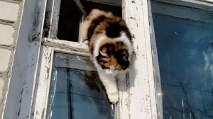 Забавные котята.Интересный моменты.сборник часть 1