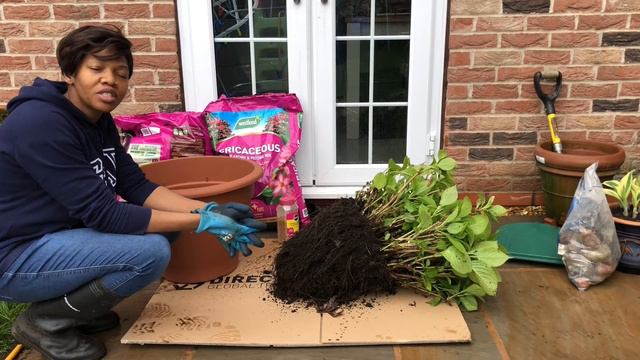 Spring hydrangea maintenance and care. How to rejuvenate old hydrangea plant #macrophyllahydrangea