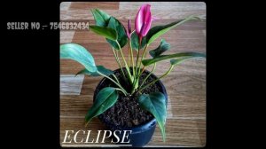Buy Cheapest New Variety of Anthurium Plant Online ||