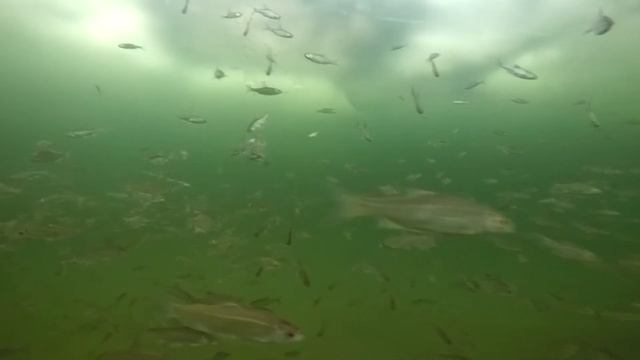 зимняя рыбалка. Алматинская область. подводное видео. смотреть онлайн