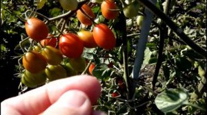 ??ТОМАТ ВИШНЯ ЮББИ. ОБЗОР СОРТА