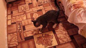 кот и скотч на лапах