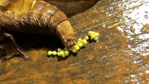 Бабочка откладывает яйца / Как откладывают бабочки яйца.