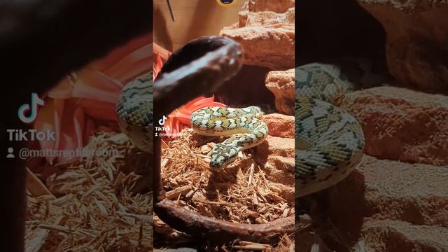 HUGE yawn from a baby carpet python #snake #reptiles #carpetpython #babyanimals #sleepy #cute