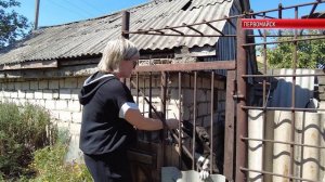 ТК "Родной".Пермский вет отряд «Следы человека» 
проводит стерилизацию домашних животных Первомайска