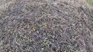 Осенний облет, пеноулики, экспериментальная посадка мордовника