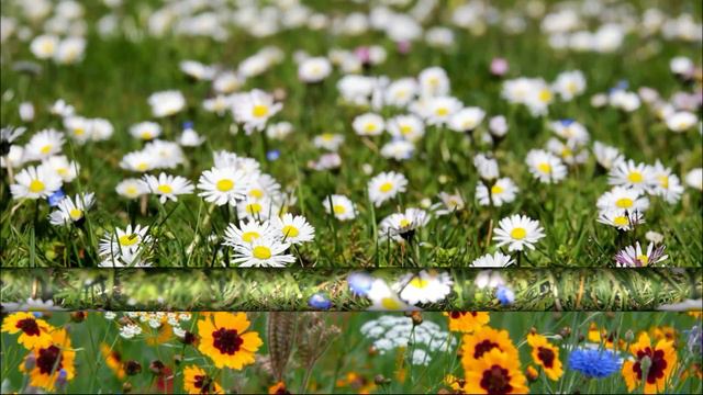 О красоте цветы мне прошептали смотреть онлайн