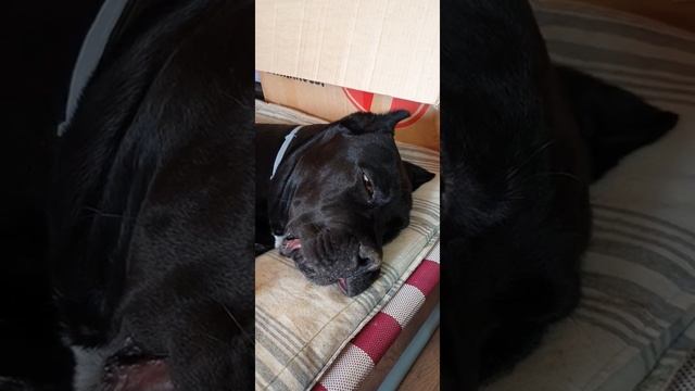 Кане-корсо Ен-Дэйк бегает играет во сне.#canecorso #dog #собака #puppy #пёсик #канекорсоитальяно смотреть онлайн