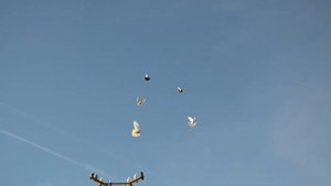 БК торцовые голуби Регулярного Василия Ильича Февраль 2020