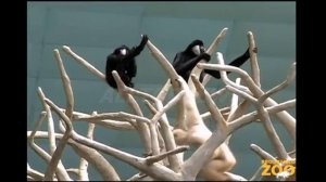 Гиббоны поют "как в опере" | Gibbons sing