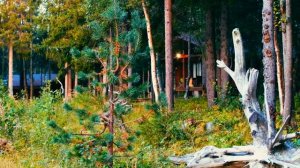 Cedar Grass [Кедр Грасс] Белое море - Умба, Мурманская область [август 2020]