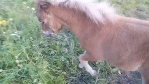 Жеребята пони и собаки