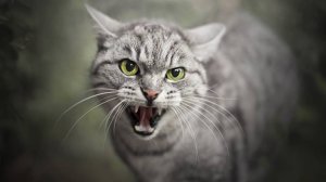 Звук агрессивного кота