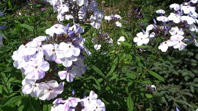 Флокс ЖУКОВСКИЙ ? обзор, описание, цветение, отзыв. смотреть онлайн