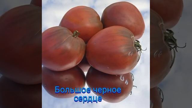 Каталог томатов Мяус Натальи г Омск, часть 1 смотреть онлайн