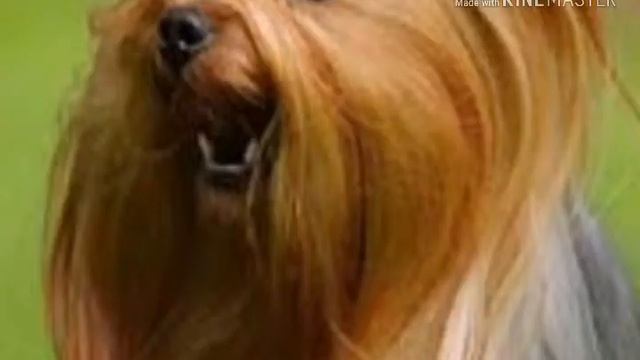 Видео еркширский терьер VS чихуахуа смотреть онлайн