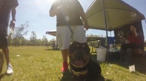 Американский Булли | Видео с выставки | American Bully