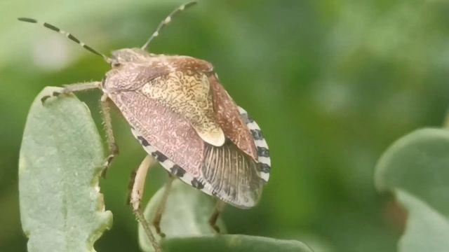 Мраморный клоп-щитник - вредитель садов и огородов!#nature #beetles смотреть онлайн