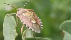 Мраморный клоп-щитник - вредитель садов и огородов!#nature #beetles