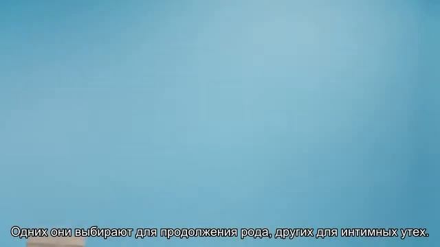 Как живут женщины в странах, где разрешено многомужество смотреть онлайн