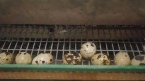 Немного о перепелах. Техасцы.