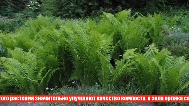 Как вырастить папоротники в саду смотреть онлайн
