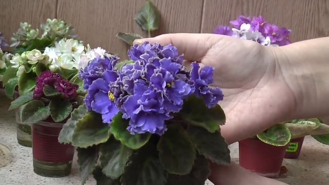 Цветущие фиалки. Июнь 2018 смотреть онлайн