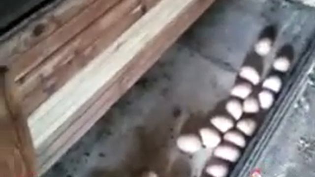 Гнездо для кур с яйцесборником