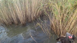 Охота на утку.  Вечерка в сентябре