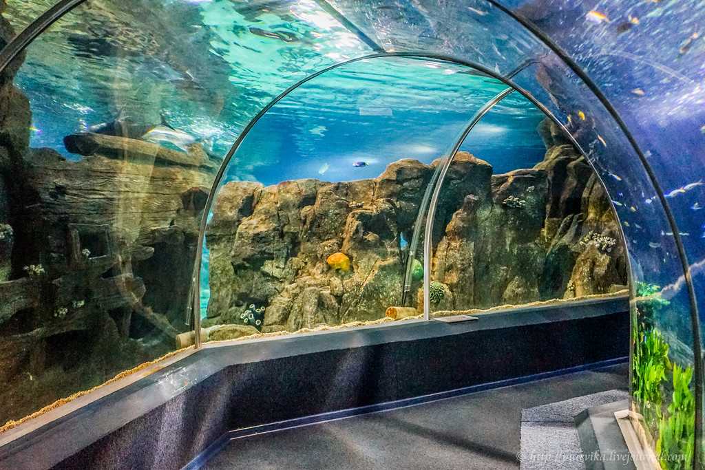 Океанариум Sochi Discovery World Aquarium в Адлере.