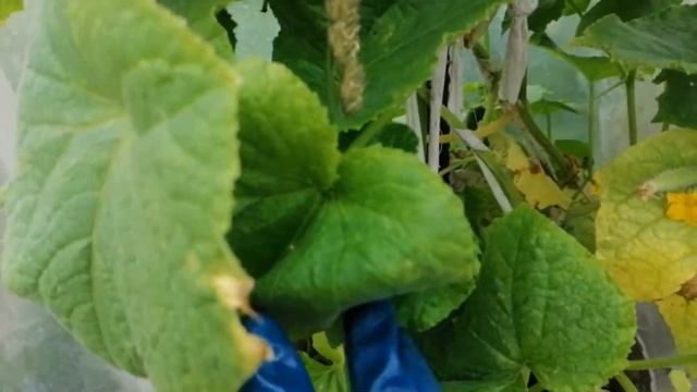 Честный отзыв об огурцах "Кураж".