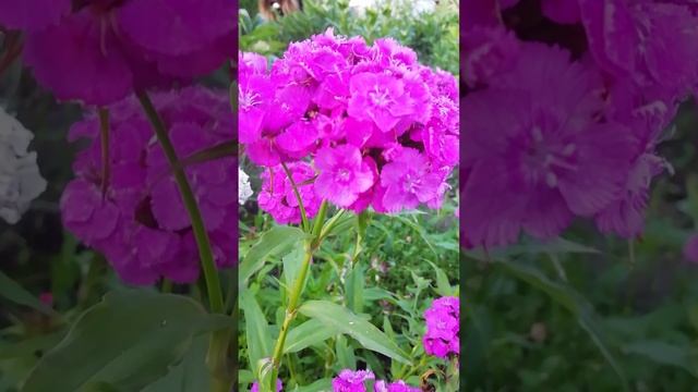 Гвоздика розовая Турецкая.?Dianthus barbatus.