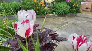 Vlog 283 - Мой английский сад в мае