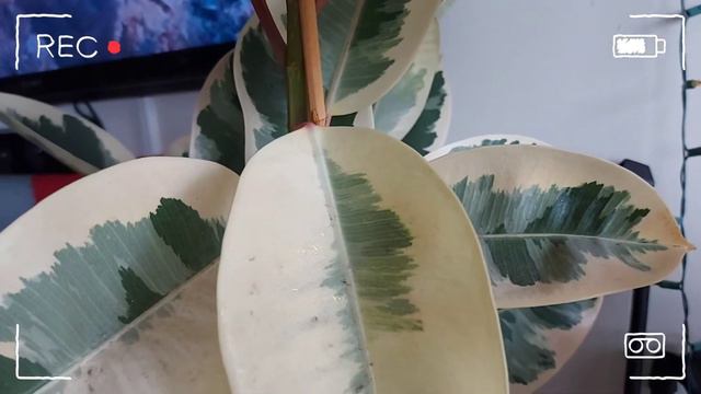 Ficus elastica Variegata |ยางอินเดียด่าง 🪴🌿 สาวกต้นไม้#crazyplantlady #Tineka