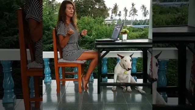 Обзор корма Advance medium (Эдванс) смотреть онлайн