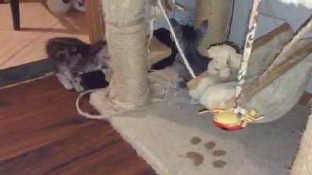 Котята ориентал 2 месяца