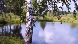 Белая береза я тебя люблю