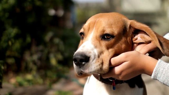 Canon 70D + Sigma 30mm f1.4 смотреть онлайн