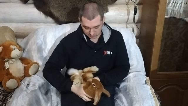 Как давать лекарства кроликам через шприц