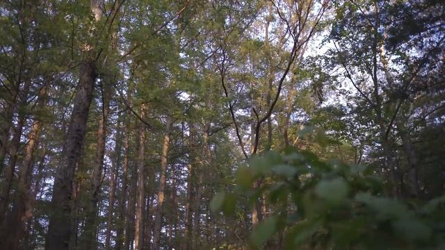 우중 솔로 캠핑하러 갔는데.. 비는 그치고, 혼자 캠핑하다 위험할 뻔 했어요(코가요???)ㅣ탄내 가득한 포장마차(어묵탕,닭꼬치,카라멜핫도그) | 캠핑 ASMR