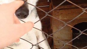 Собачки чекк