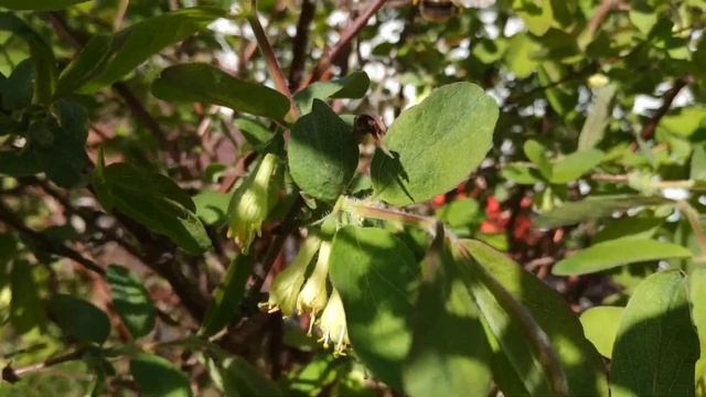 Жимолость съедобная Чем полезна жимолость смотреть онлайн