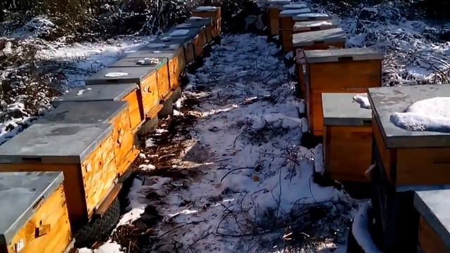 "Пчёлы на садовом участке - № 11 (На зимовку.) смотреть онлайн