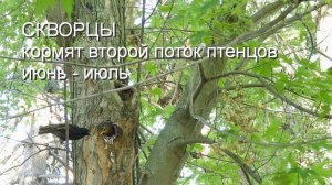 Скворцы кормят птенцов - второй поток в июне-июле