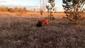 Монгольская овчарка банхар. Прогулка на закате.