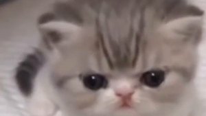 котёнок очень громко пукает