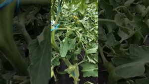 Обзор томата Углерод на 17 Июня. Новинка 2023.